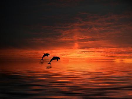 l'amoure des dauphins
